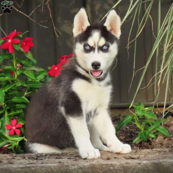 Janey, Siberian Husky Puppy